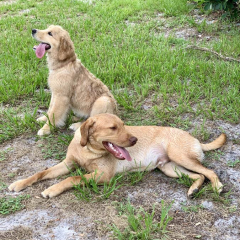 dog-trainer-lake-county-19