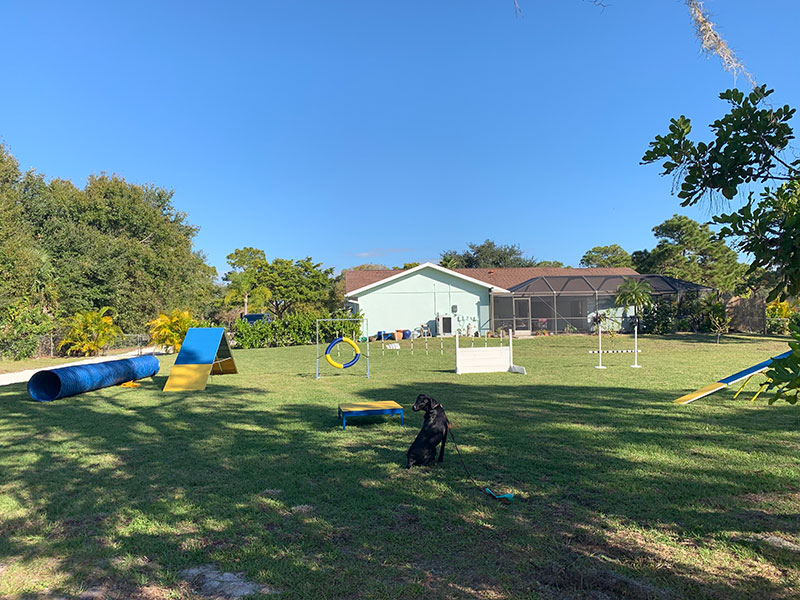 Dog Agility, Obedience & Manners Class